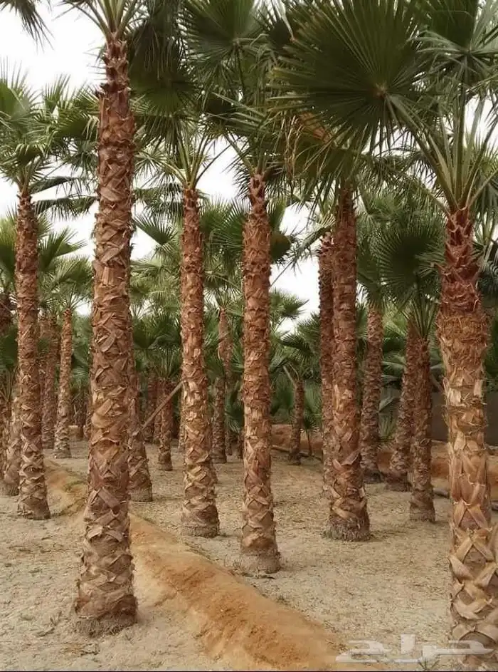 نخيل واشنطني ممتاز درجه اولا 2