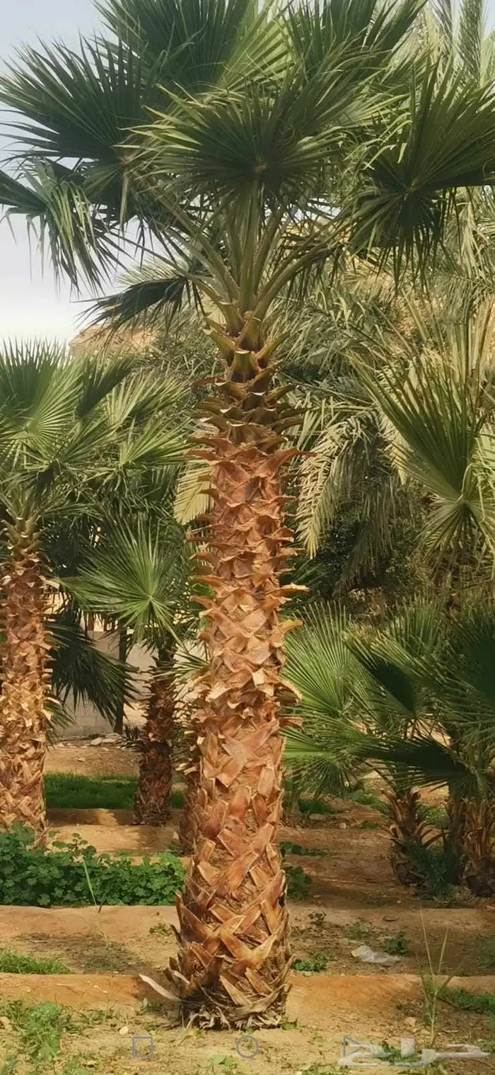 نخل وشنطنى شامل زرع بسعر مناسب 7