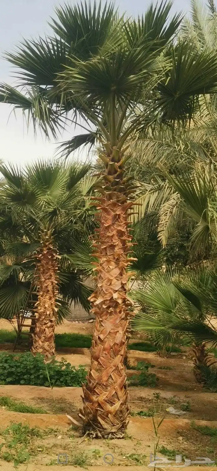 نخل وشنطنى شامل زرع بسعر مناسب 8