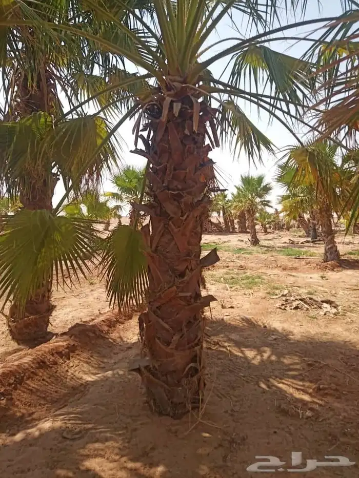 نخيل 2