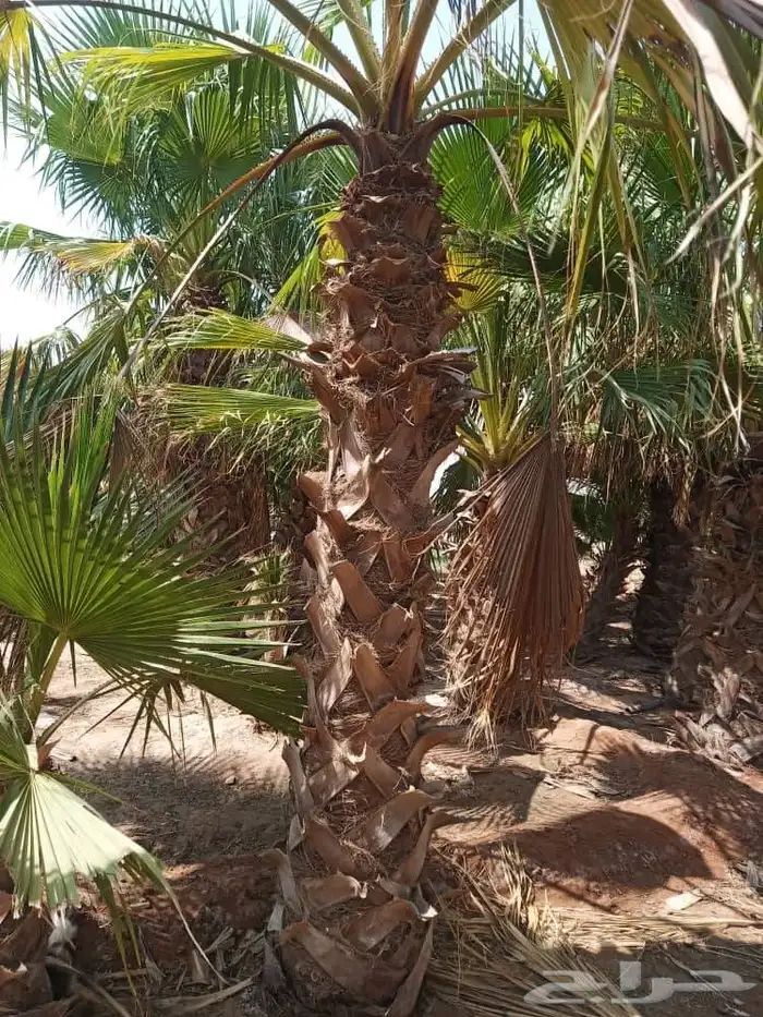 نخيل 3