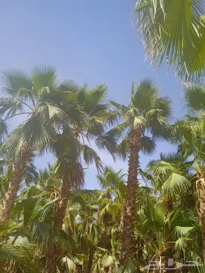 نخل واشنطني امريكي ابو مروحه 6