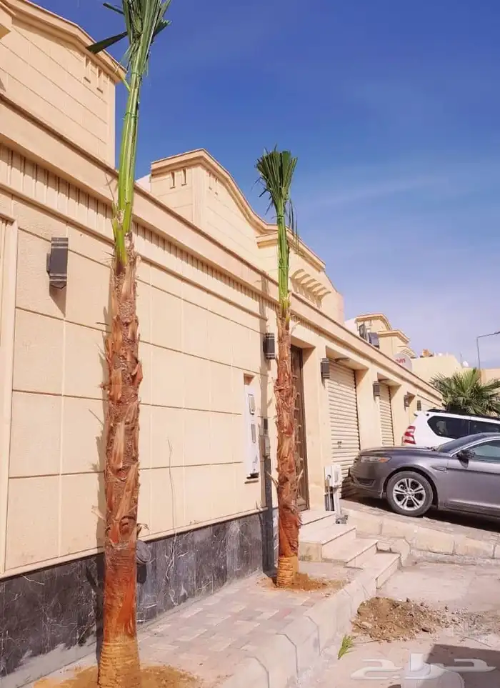 نخل واشنطني 1