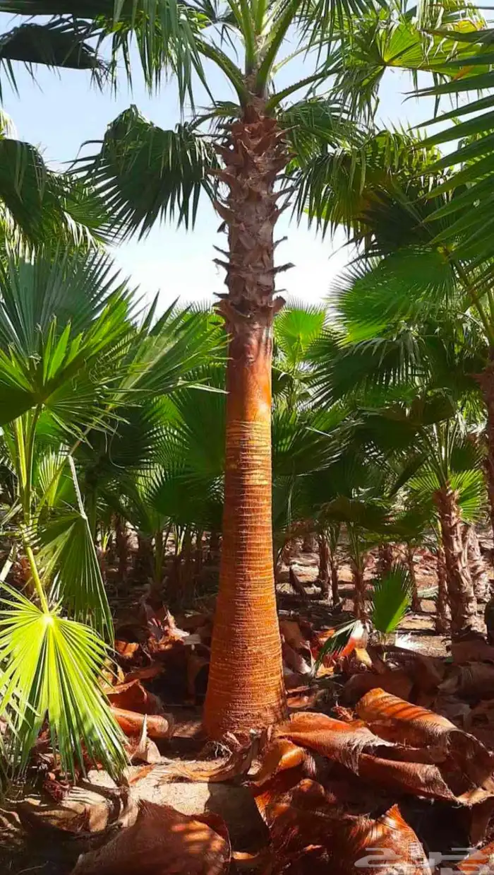 نخل واشنطن زينه للبيع بجميع مقاساته لتواصل 0