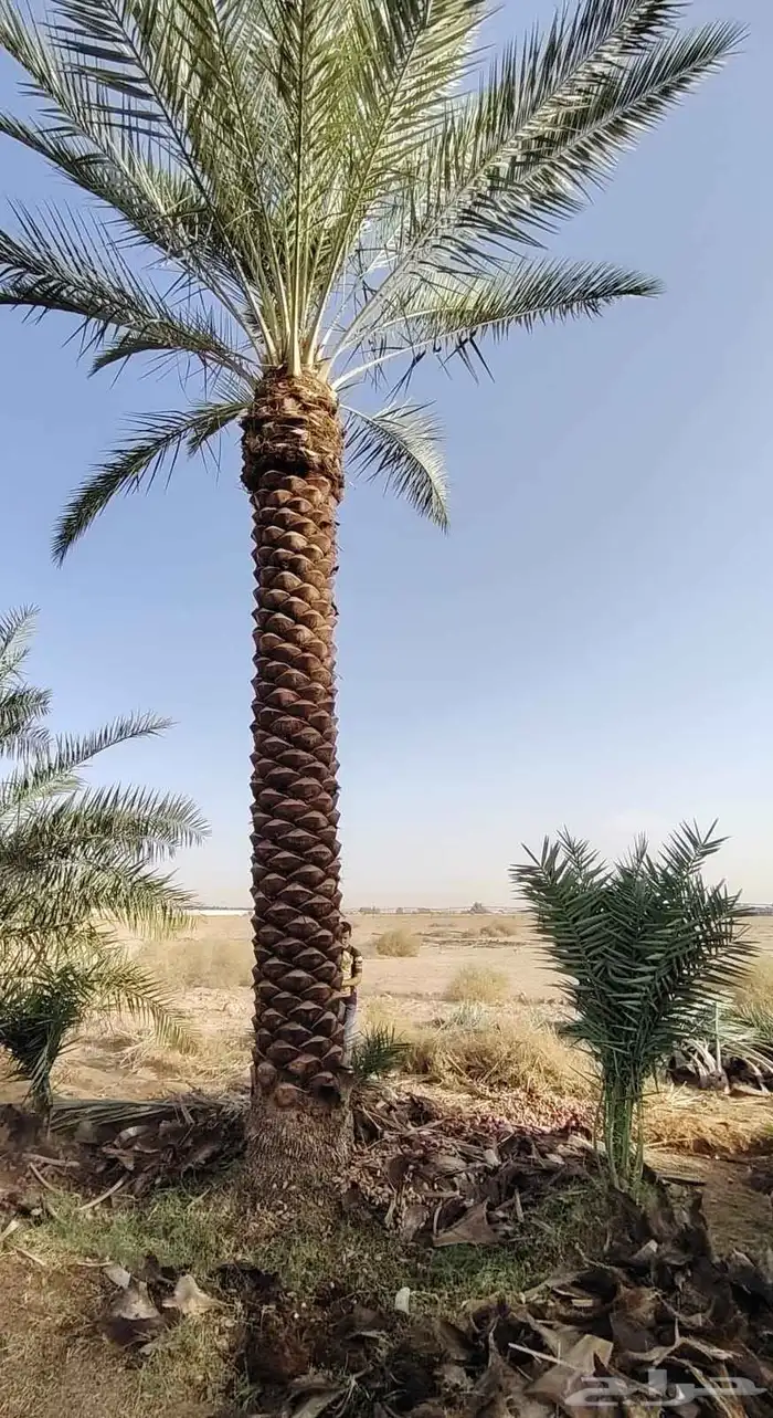 نخيل عربي واشنطني 0