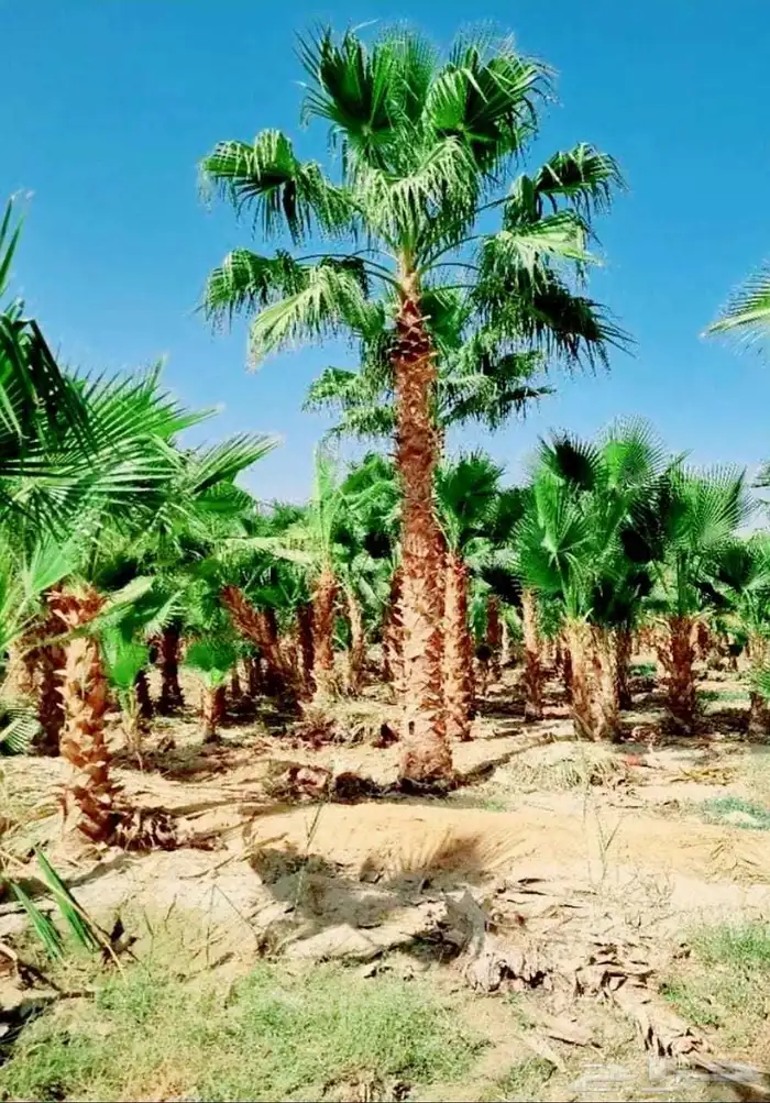 نخل واشنطني 2