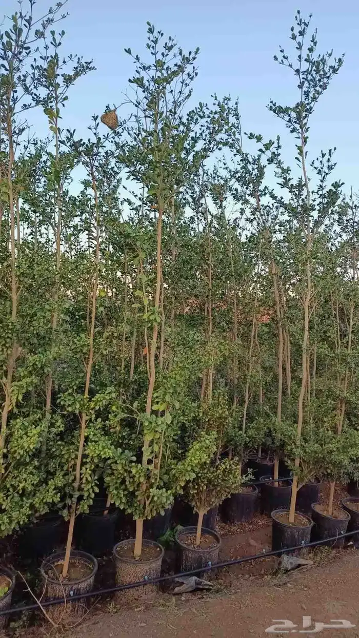 ترمناليا منتالي 5