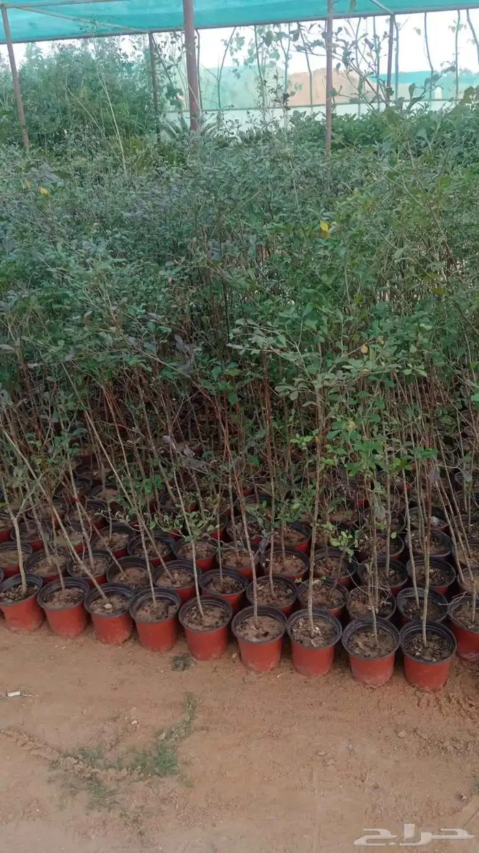 ترمناليا منتالي 8