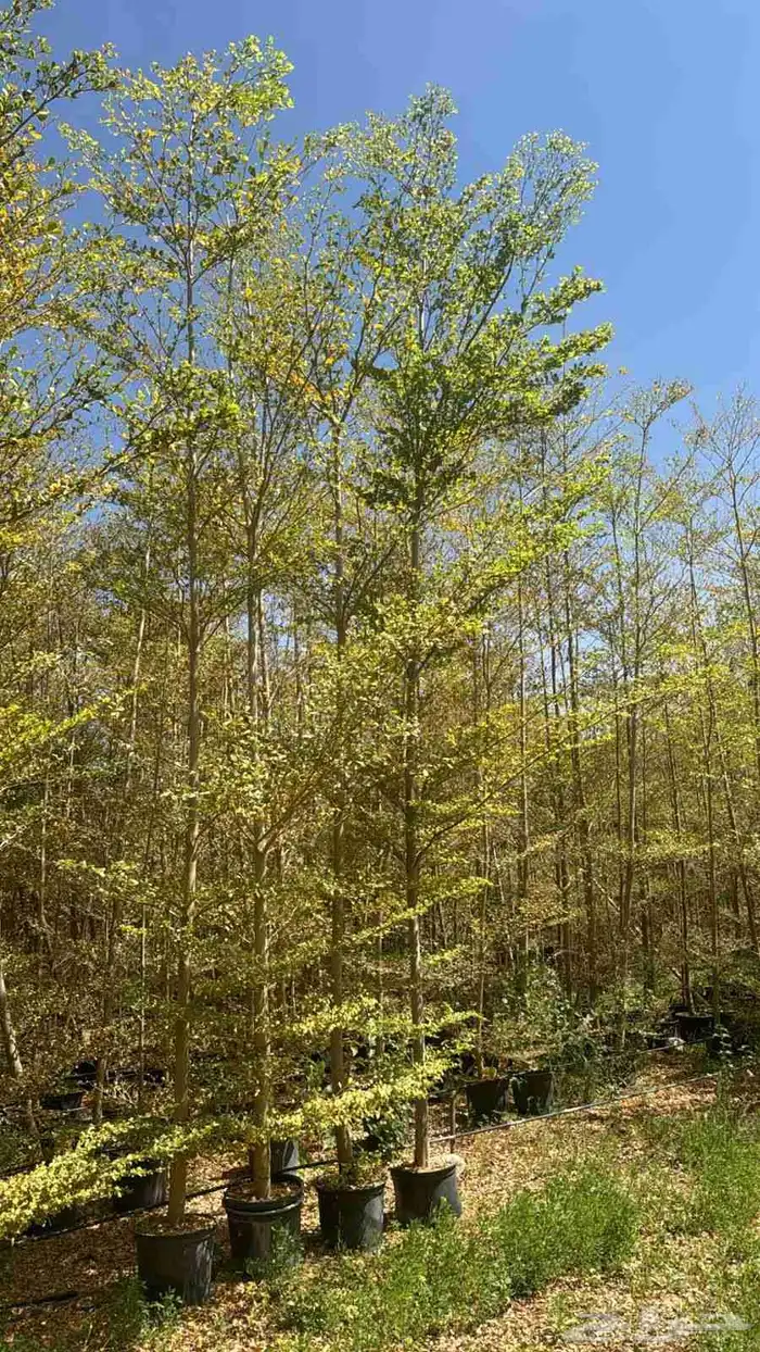 ترمناليا منتالي 6