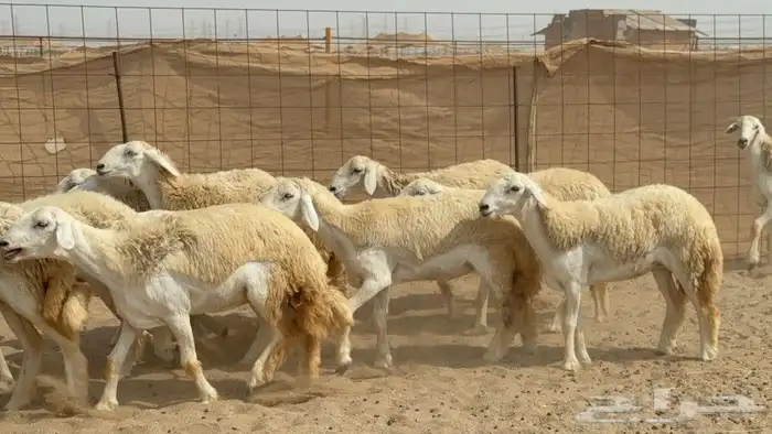 غنم حريات رخال 7