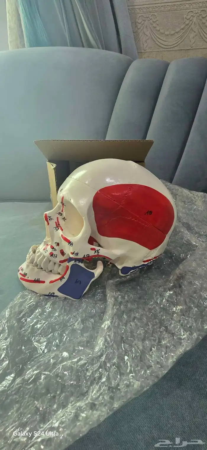 أدوات دراسية لطب الأسنان 3
