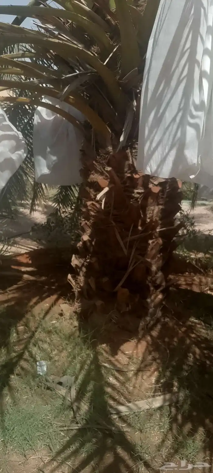 نخل للبيع نخل 1