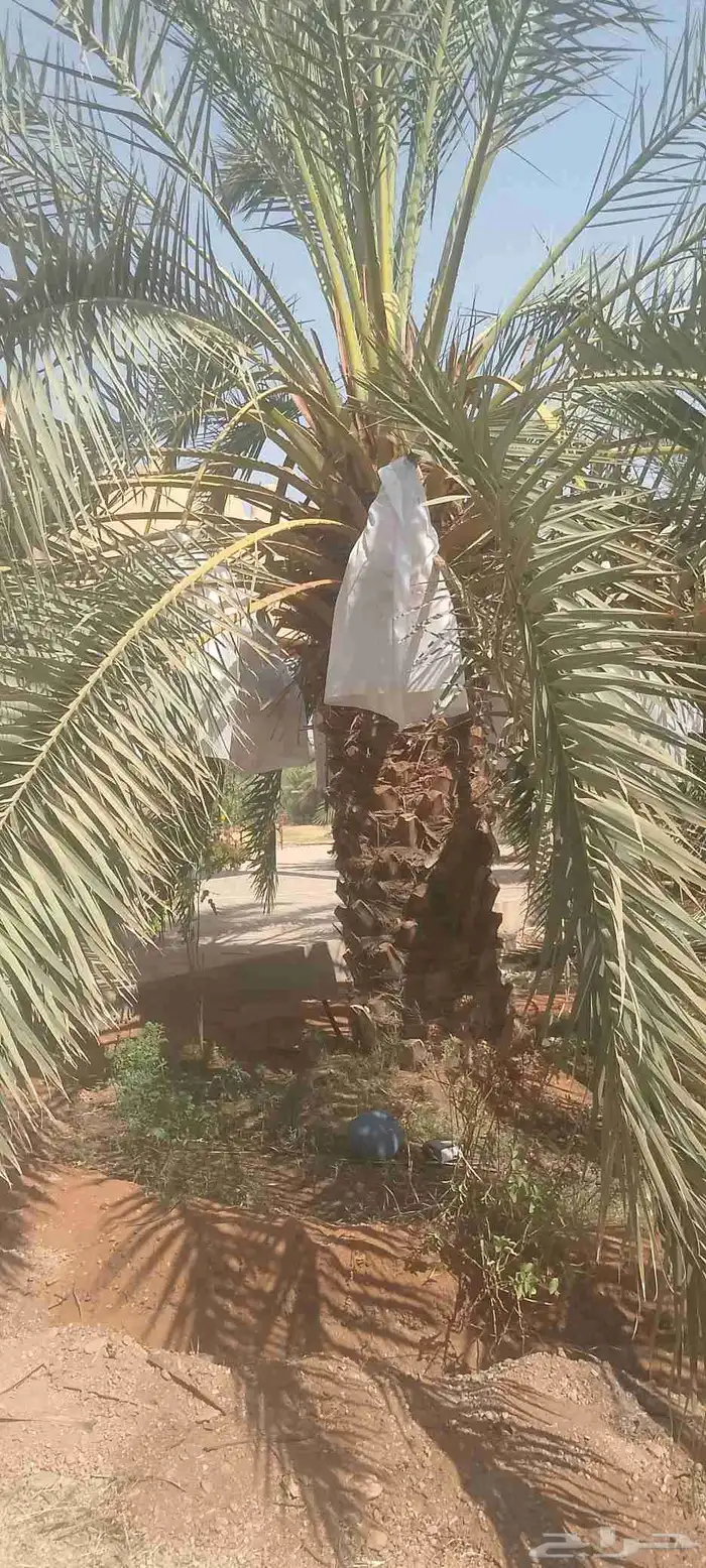 نخل للبيع نخل 0