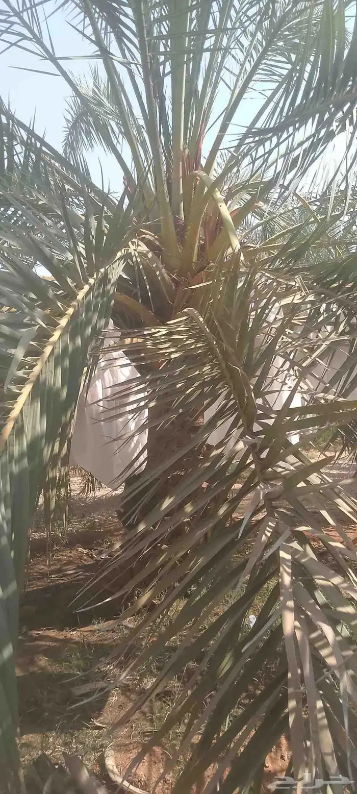 نخل للبيع نخل 4