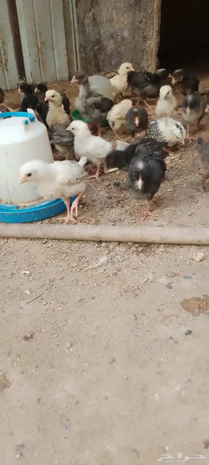 صيصان دجاج بلدي و فيومي للبيع 3