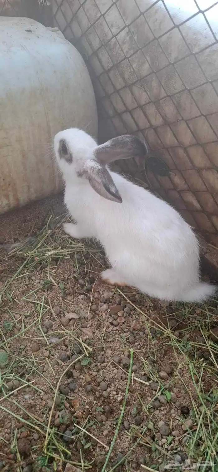 ارانب بلديه 2