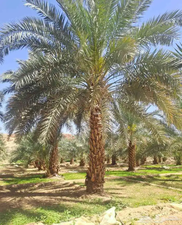السلام عليكم ورحمة الله يوجد لدينا جميع انواع النخيل وتوصيل 0