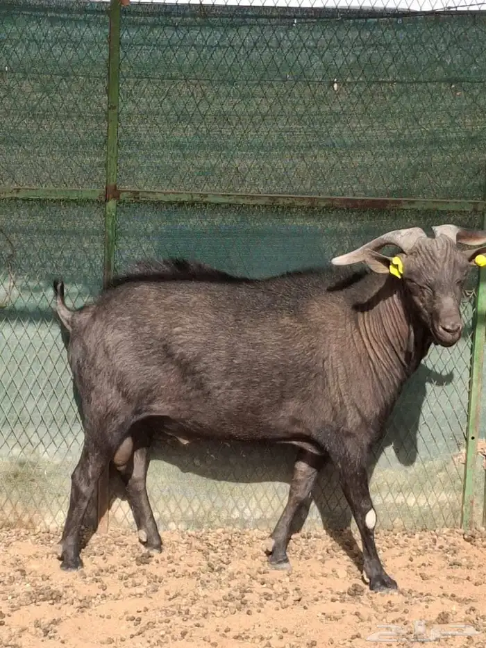 تيس مرسيانو بيور 2