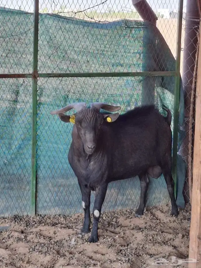 تيس مرسيانو بيور 0