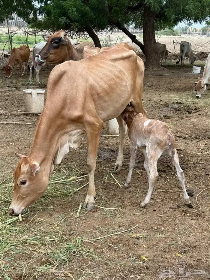 بقر منتوج للبيع على السوم 0