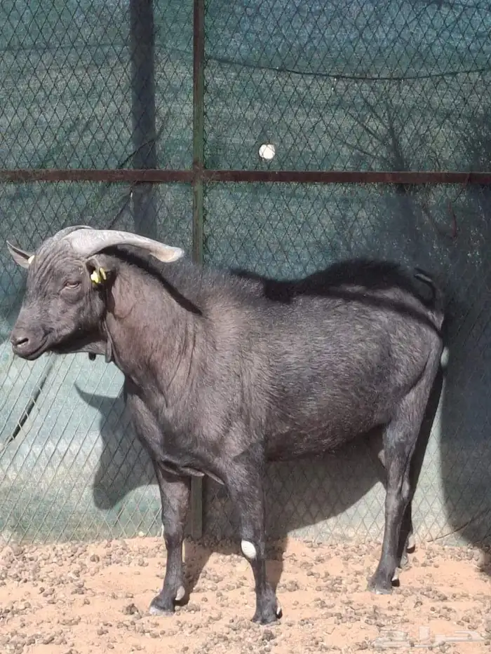 تيس مرسيانو بيور 1