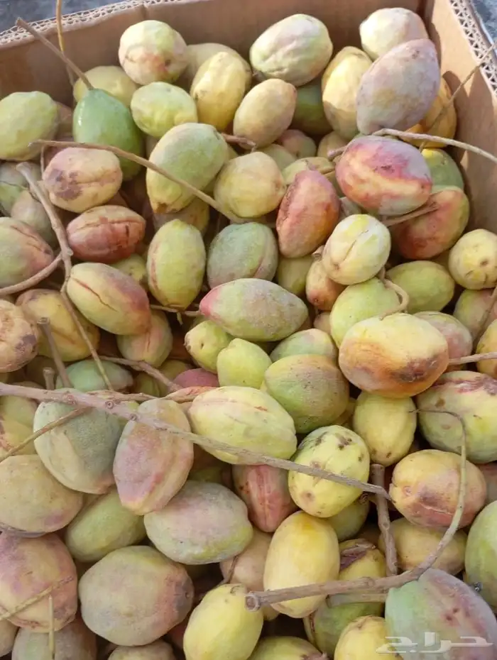 لوز اماراتي 1