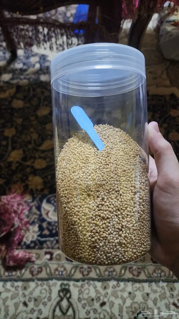 طيور زيبرا زوج 5