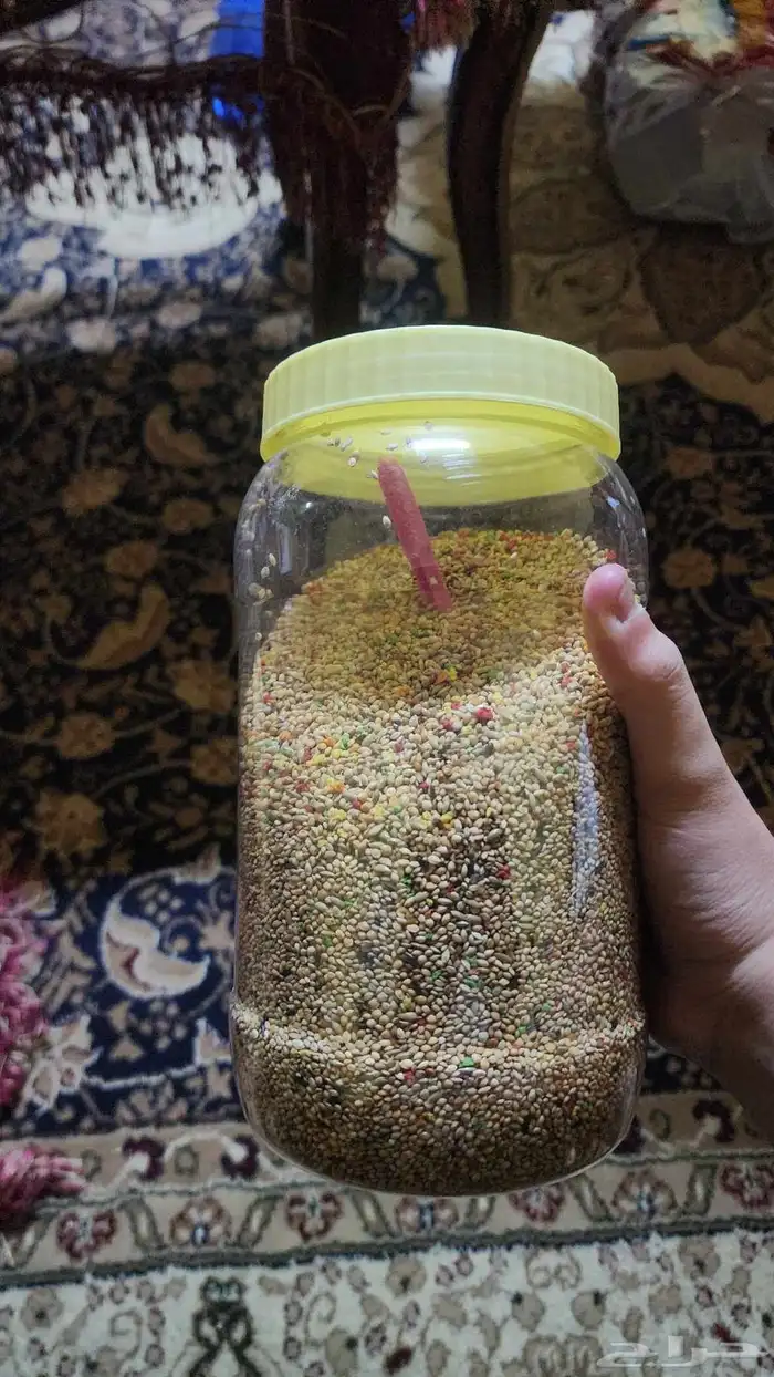 طيور زيبرا زوج 4