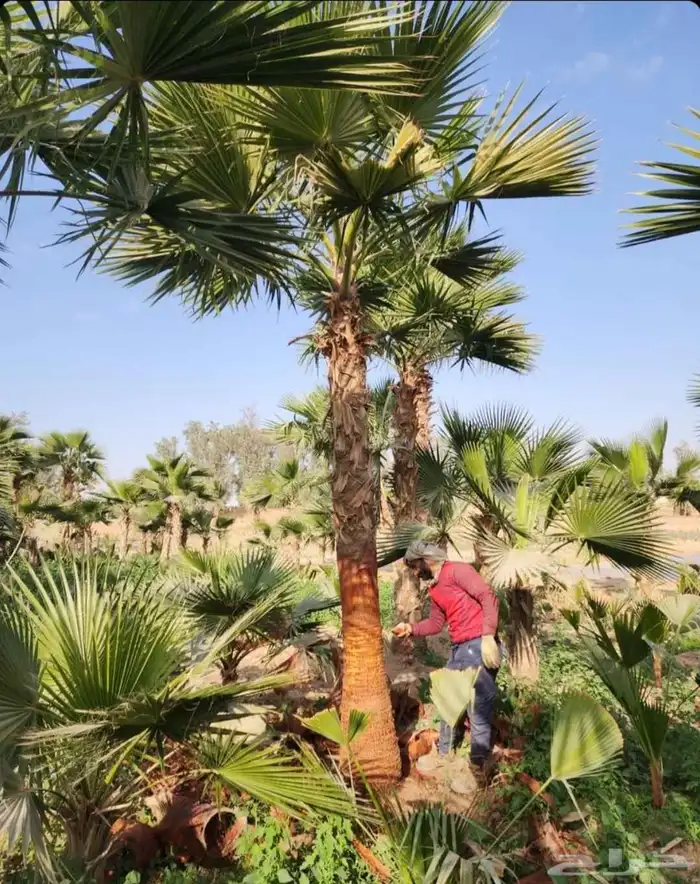 نخل نخيل واشنطن وتنفيذ الحدائق 4