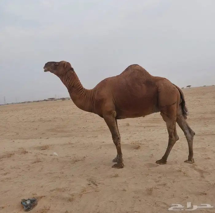 بعير ساحلي احمر كايف القنفذة 0