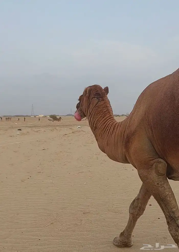 بعير ساحلي احمر كايف القنفذة 1
