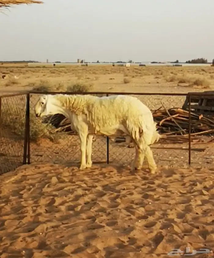مشروع فحل حري صنف 1