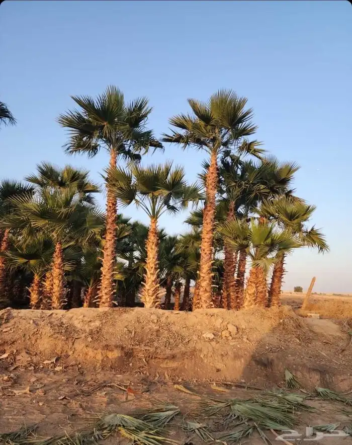 نخل نخيل واشنطن وتنفيذ الحدائق 5