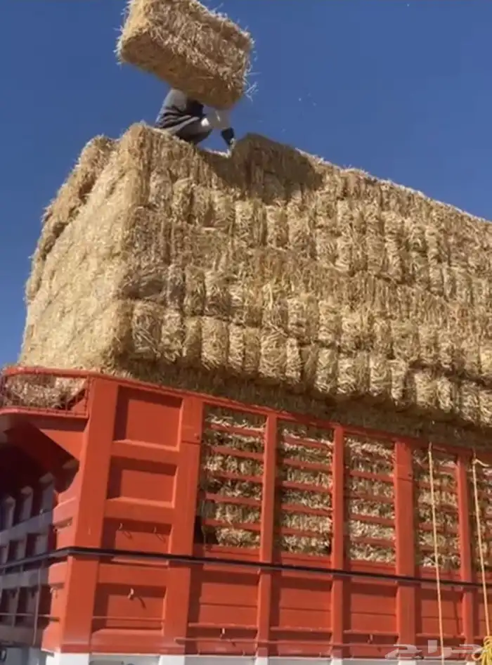 تبن قمح شد طيب حولي 1