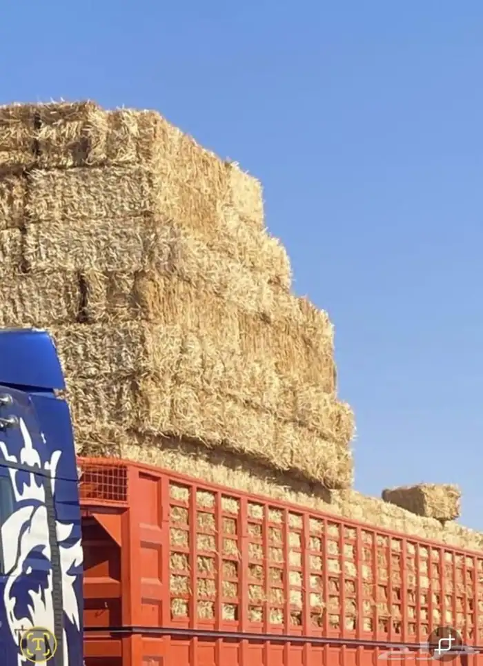 تبن قمح شد طيب حولي 4