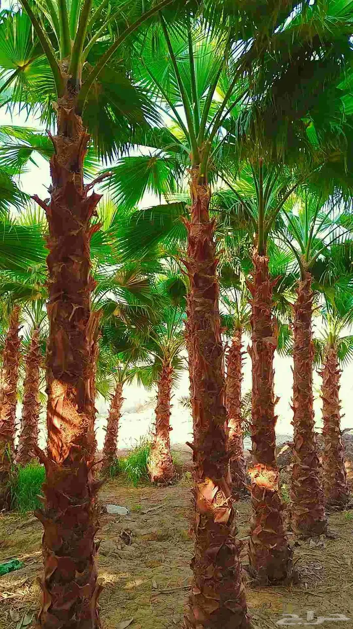 نخل نخيل واشنطن وتنفيذ الحدائق 9