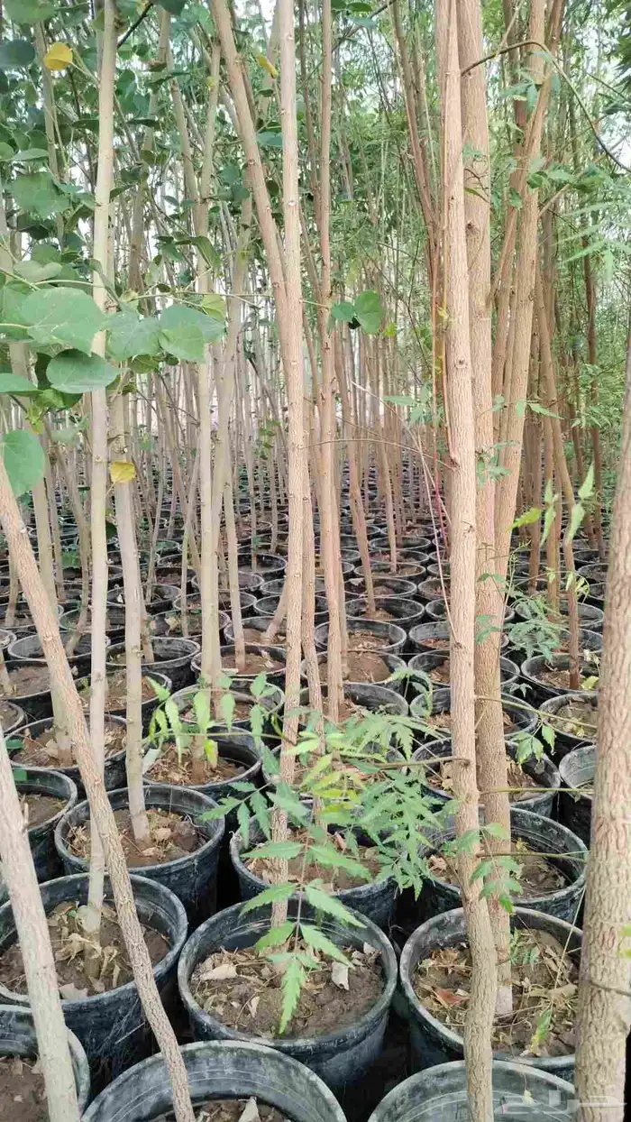 شتلات واشجار نيم و خبيز ساحلي 1