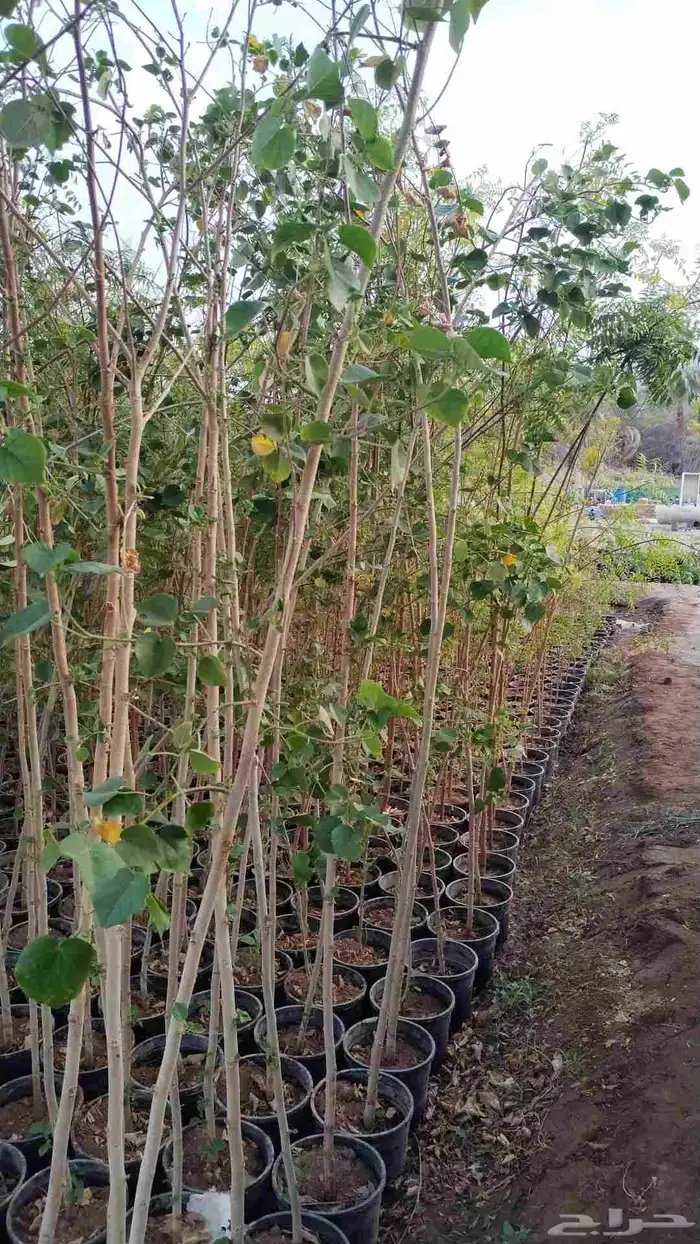 شتلات واشجار نيم و خبيز ساحلي 0