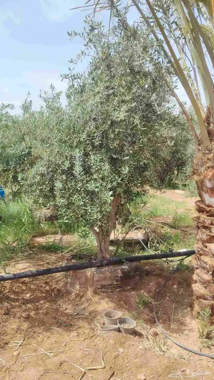 ابو عبدالله لتوريد اشجار الزيتون 3