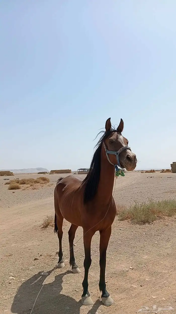 فرس للبيع 1