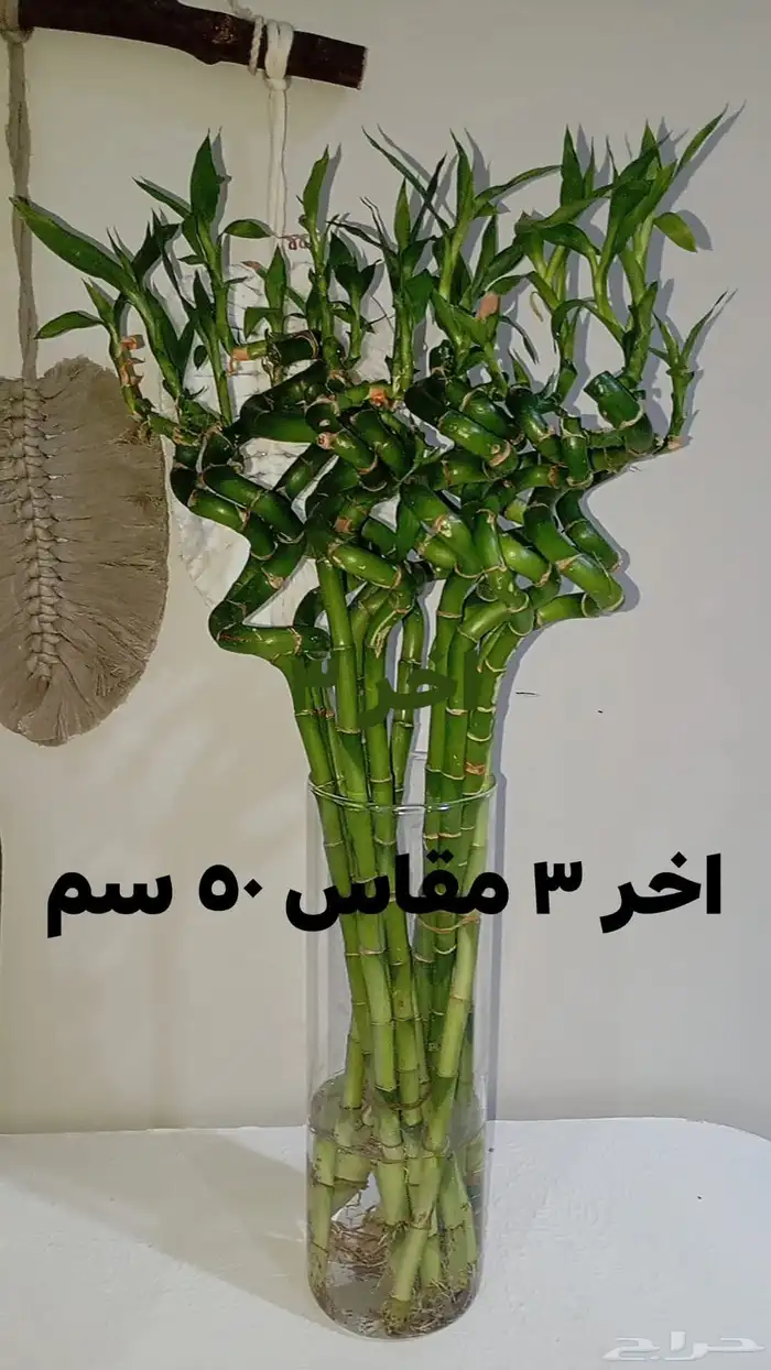 اخر 3 بوتس اخر ساق بامبوا مقاس 50 سم 1