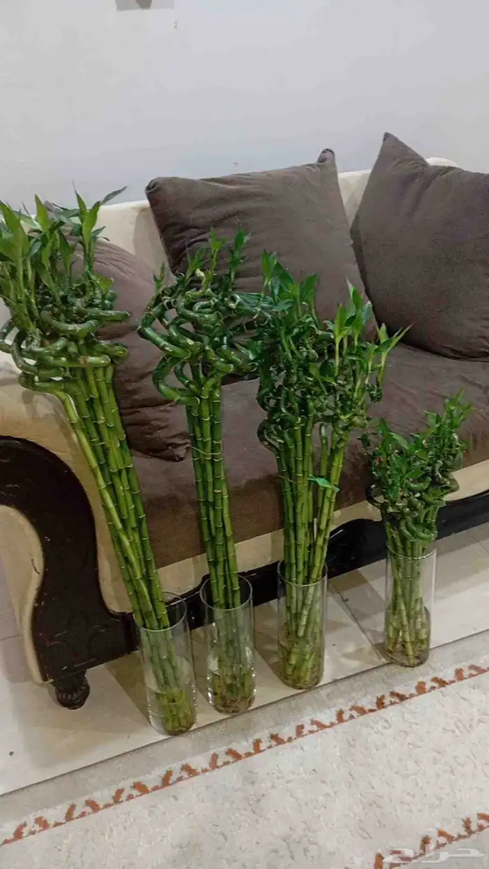 اخر 3 بوتس اخر ساق بامبوا مقاس 50 سم 3