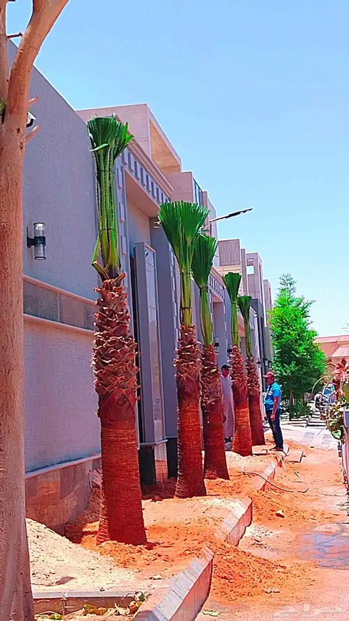 نخل نخيل واشنطن وتنفيذ الحدائق 0