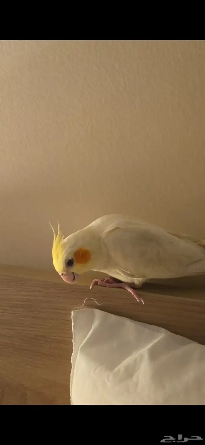 كروان لاتينو 1