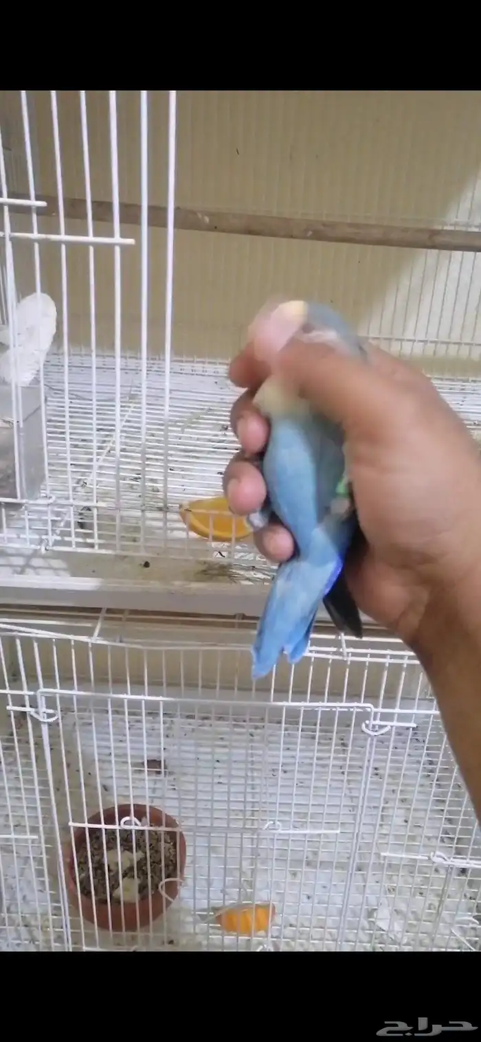 جوز روز اليف ومنتج 4