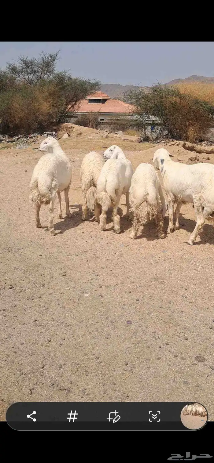 للبيع طليان جبره جذعان 1