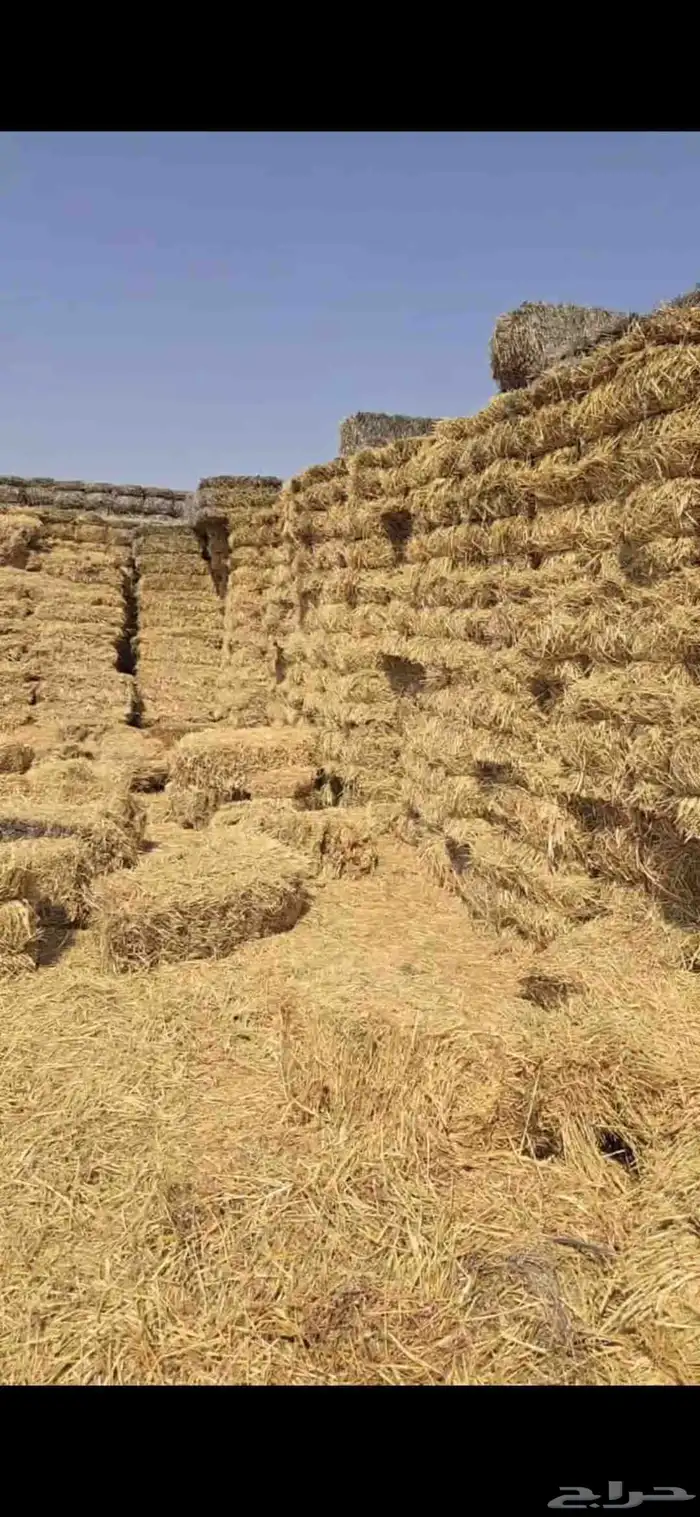 تبن قمح شد طيب حولي 2