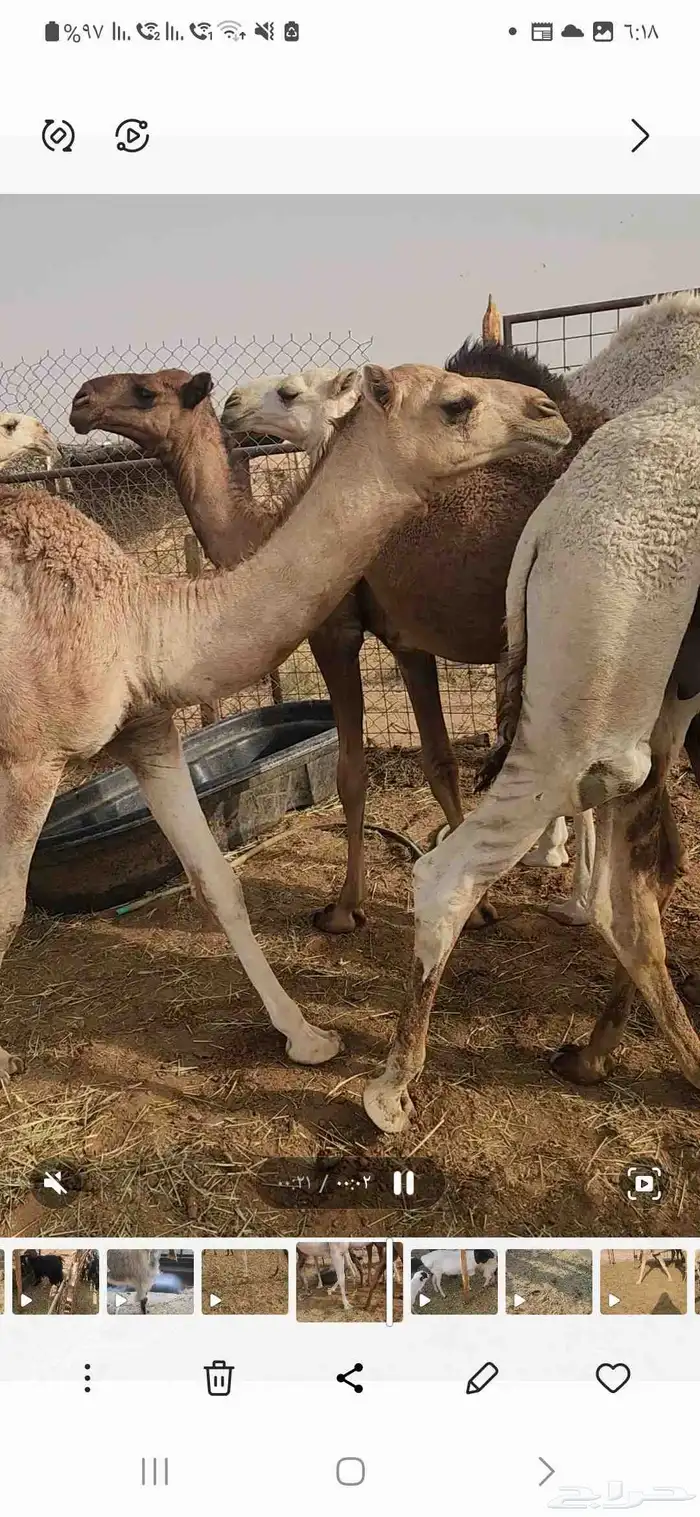 أربعة حشوان مفاريد وبكرتين العدد 6 3