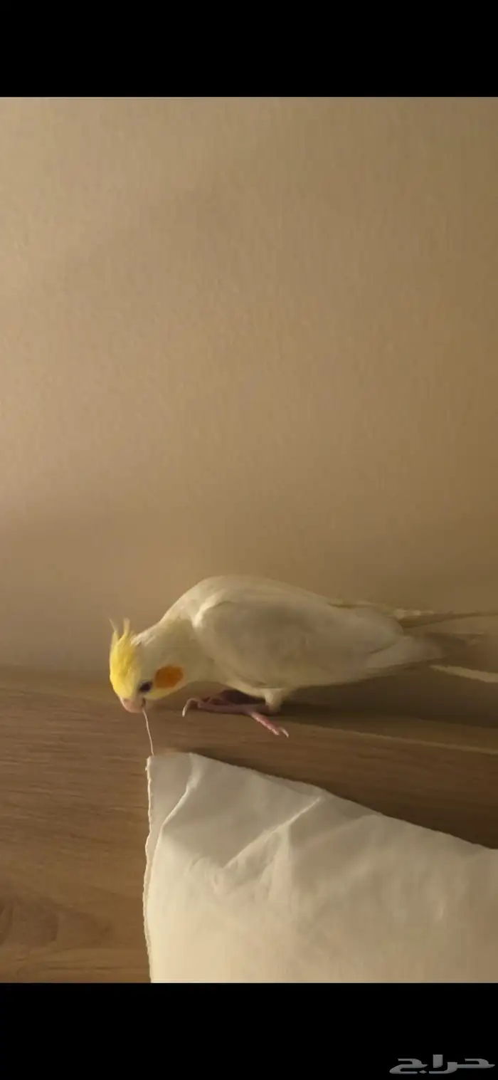 كروان لاتينو 0