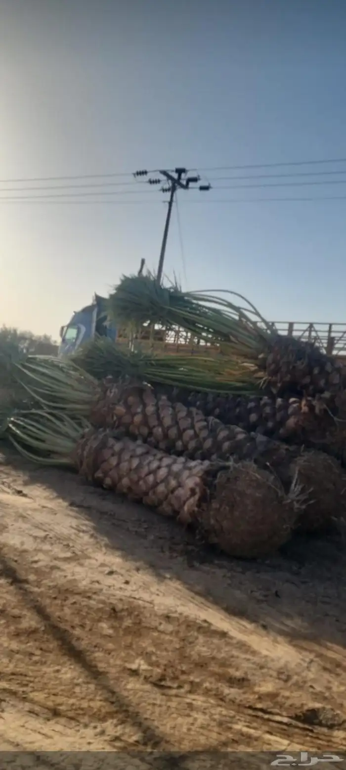 نخل عربي ونخل وشنطني جميع مقاسات 0
